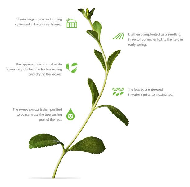 Meet Stevia: The Tiny Leaf That's 200x Sweeter Than Sugar
